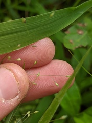 Panicum gattingeri