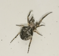 Araneus sturmi