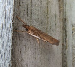 Orocrambus flexuosellus