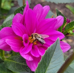 Bombus impatiens