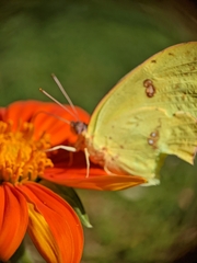 Colias eurytheme