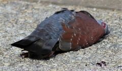 Columba guinea phaeonota