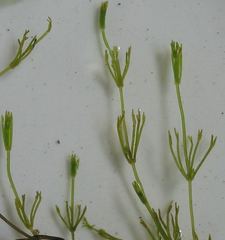 Nitella flexilis