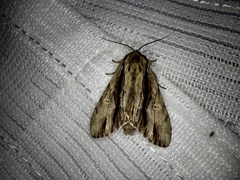 Shaka atrovittatus