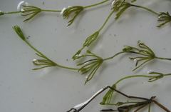 Nitella flexilis