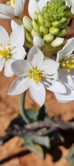 Ornithogalum