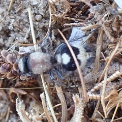 Dasylabris lugubris