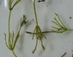 Nitella flexilis