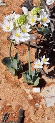 Ornithogalum