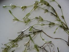 Nitella flexilis
