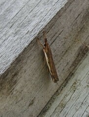 Orocrambus flexuosellus