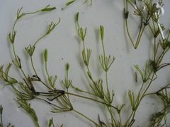 Nitella flexilis