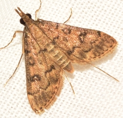Dolicharthria daralis