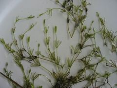 Nitella flexilis