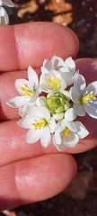 Ornithogalum