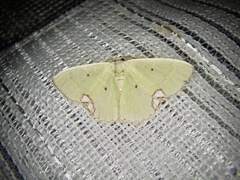 Comibaena procumbaria