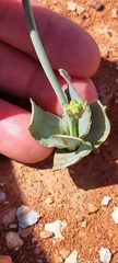 Ornithogalum
