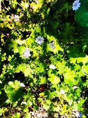Geranium pyrenaicum
