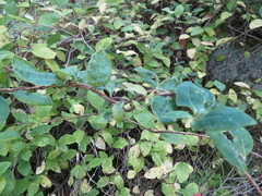 Lonicera periclymenum