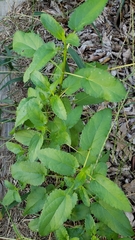 Stachys floridana