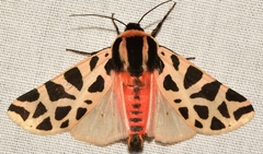 Cymbalophora pudica