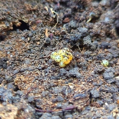 Caudata