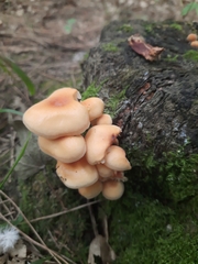 Hypholoma fasciculare