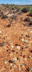 Ornithogalum