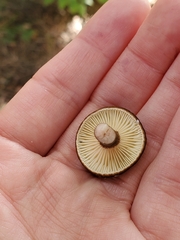 Lactarius fallax