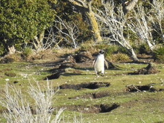 Spheniscus magellanicus