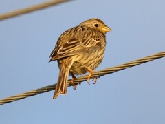 Emberiza calandra