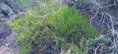 Asparagus aethiopicus
