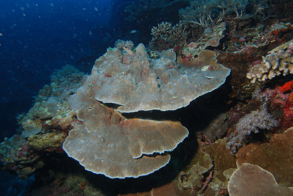 Cabbage Coral