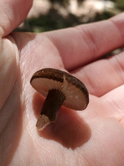 Lactarius fallax