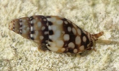 Mitrella ocellata