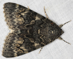 Catocala californica