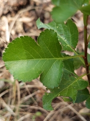 Crataegus phaenopyrum