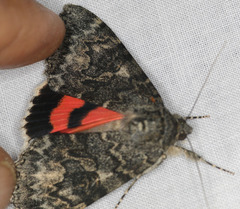 Catocala californica