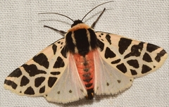 Cymbalophora pudica