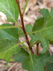 Crataegus phaenopyrum