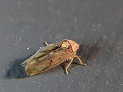 Ponana quadralaba