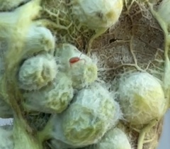 Trombidiformes