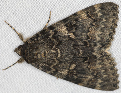 Catocala californica