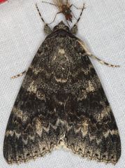 Catocala californica
