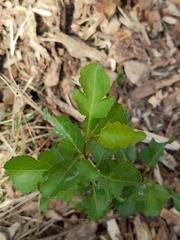 Crataegus phaenopyrum