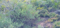 Calobota