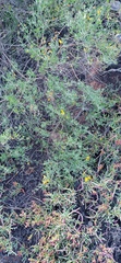 Calobota
