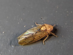 Ponana quadralaba