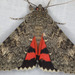 Western Underwing Moth - Photo (c) Paul G. Johnson, some rights reserved (CC BY-NC-SA), uploaded by Paul G. Johnson