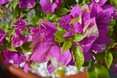 Bougainvillea glabra